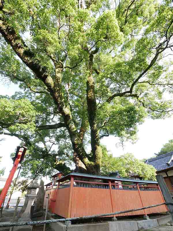 龍田神社のクス