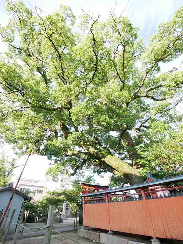 龍田神社のクス