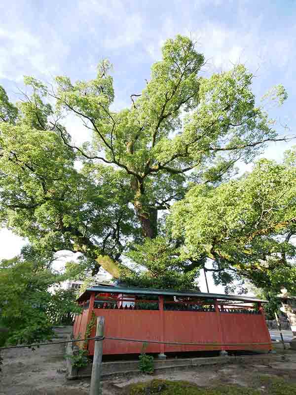 龍田神社のクス