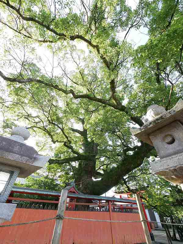 龍田神社のクス