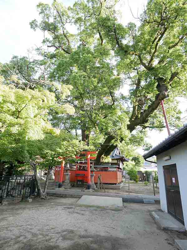 龍田神社のクス