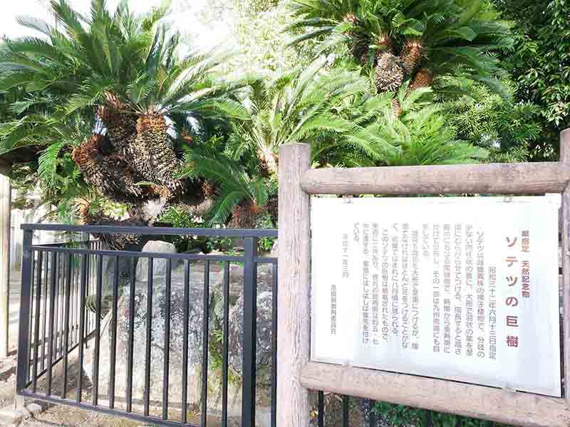 龍田神社のクス