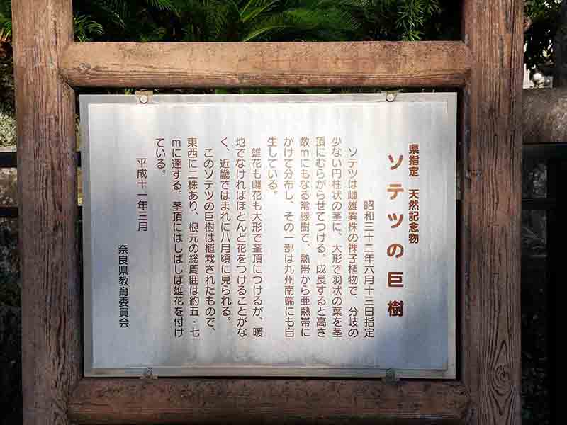 龍田神社のクス