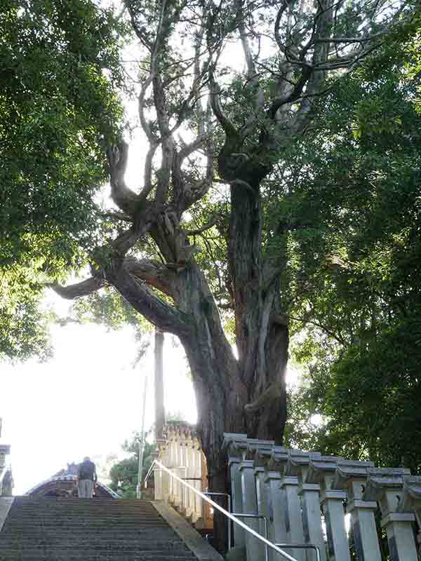 龍田神社のクス