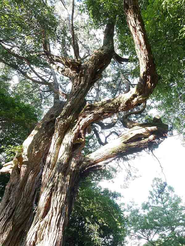 龍田神社のクス