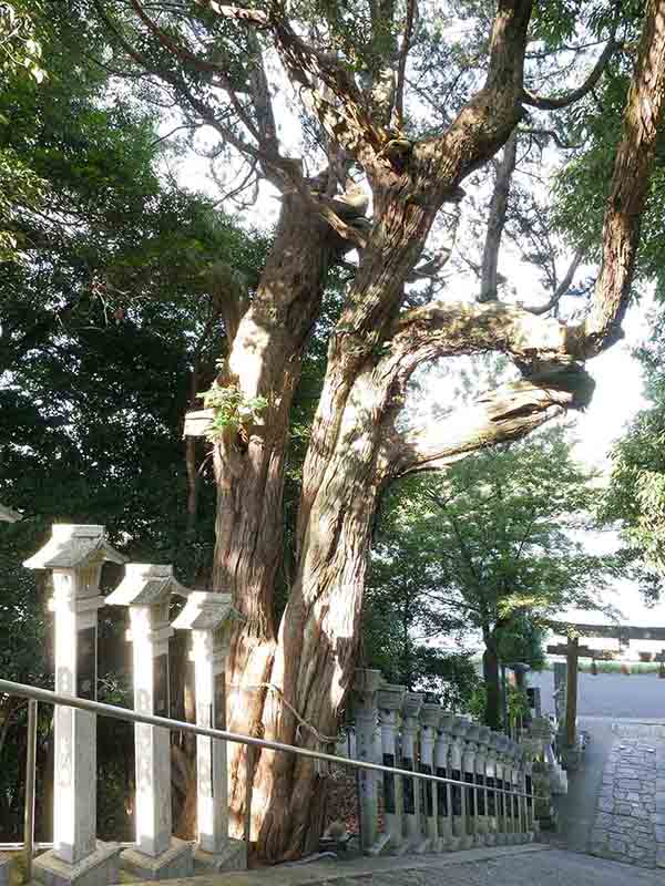 龍田神社のクス