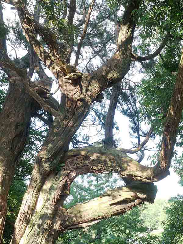 龍田神社のクス