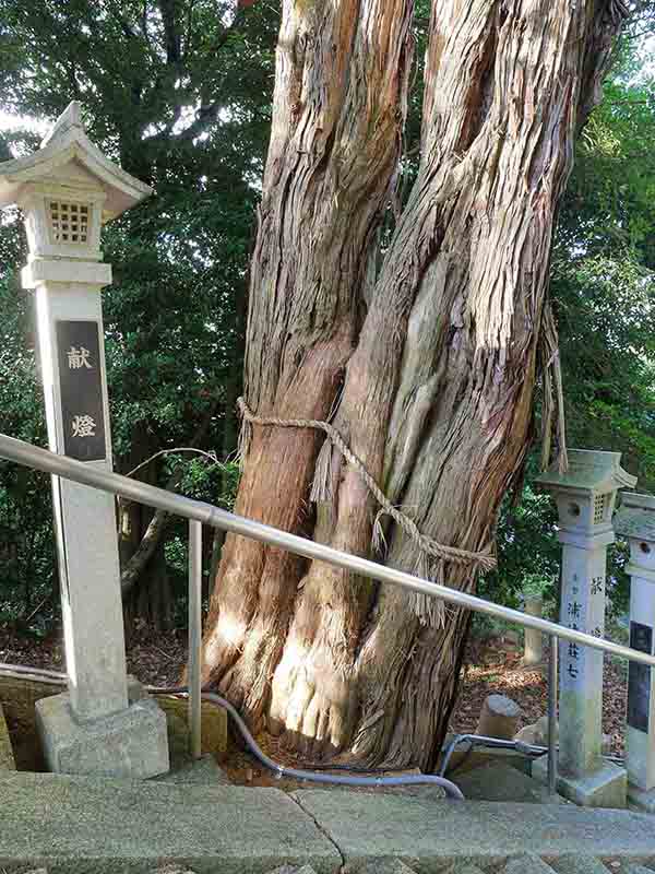 龍田神社のクス