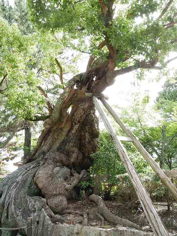 龍田神社のクス