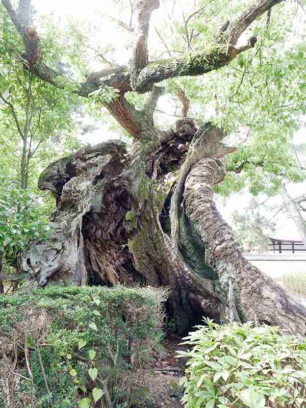 龍田神社のクス