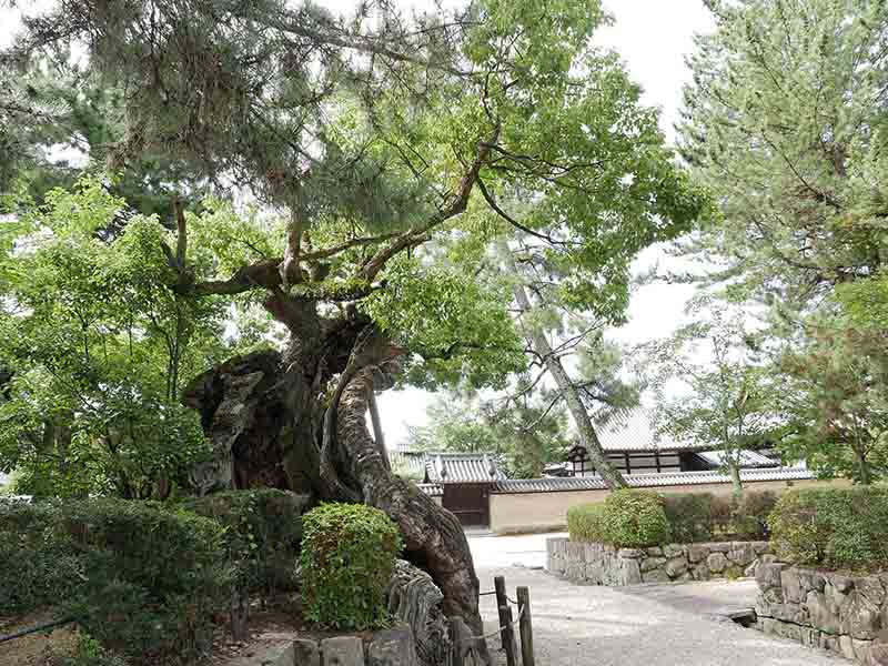 龍田神社のクス