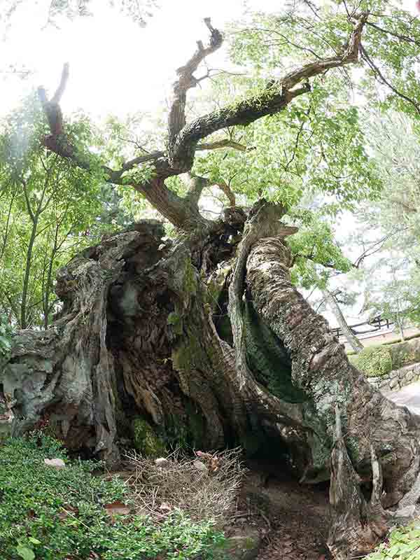 龍田神社のクス