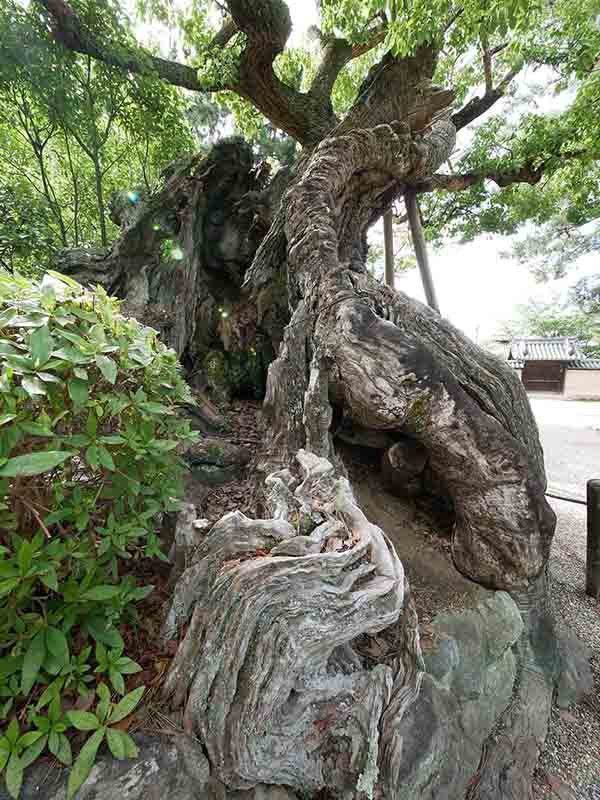 龍田神社のクス