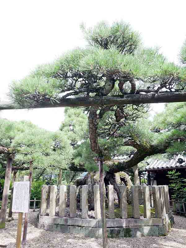 龍田神社のクス