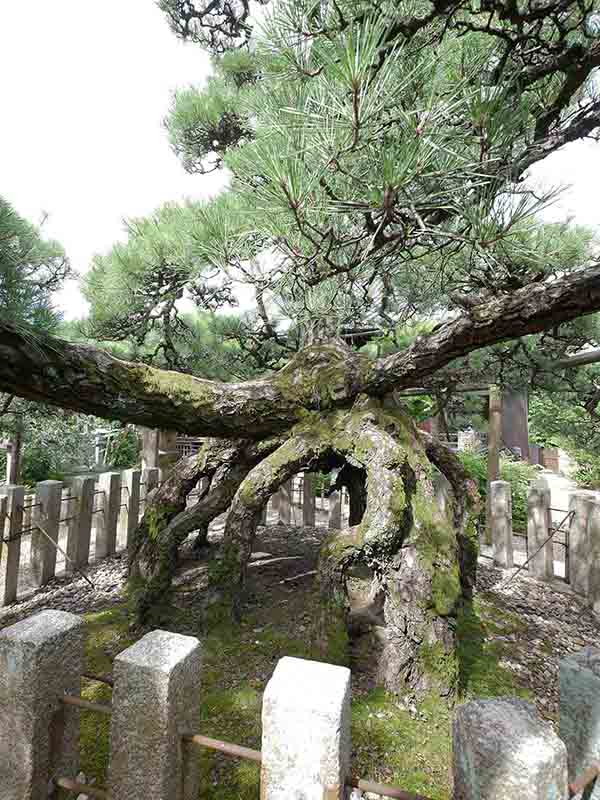 龍田神社のクス