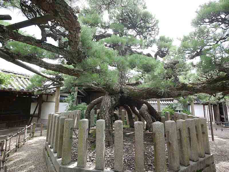 龍田神社のクス