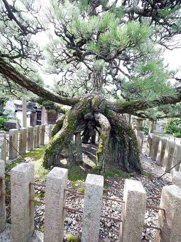 龍田神社のクス