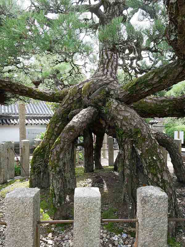 龍田神社のクス