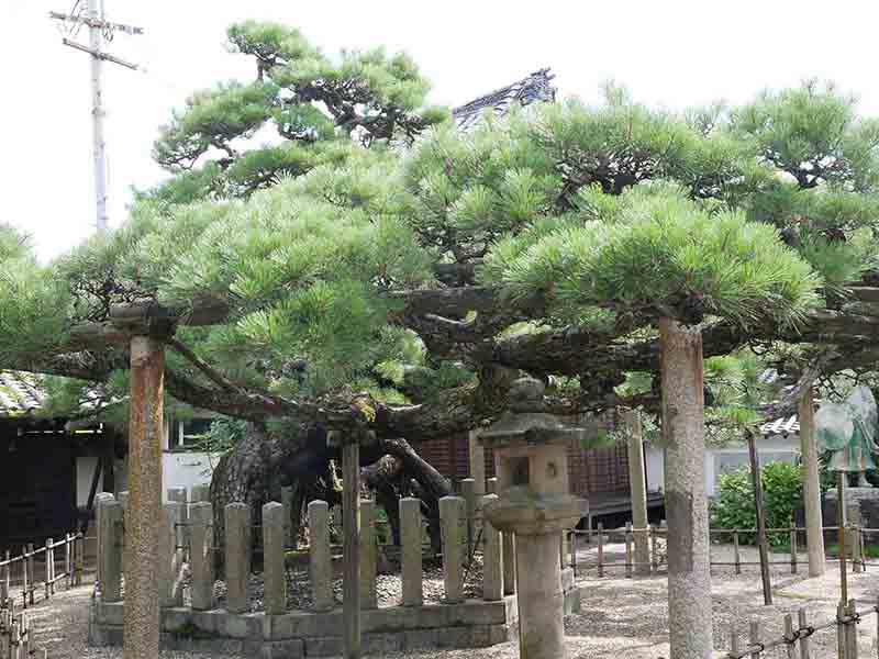 龍田神社のクス