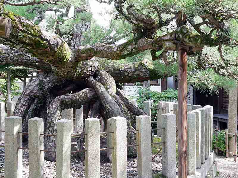 龍田神社のクス