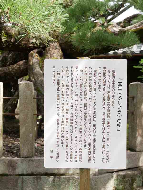 龍田神社のクス