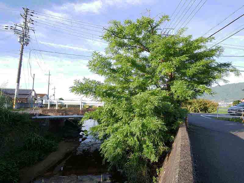 曽大根のサイカチ