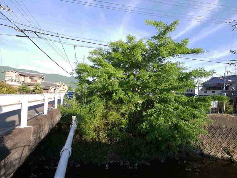 曽大根のサイカチ