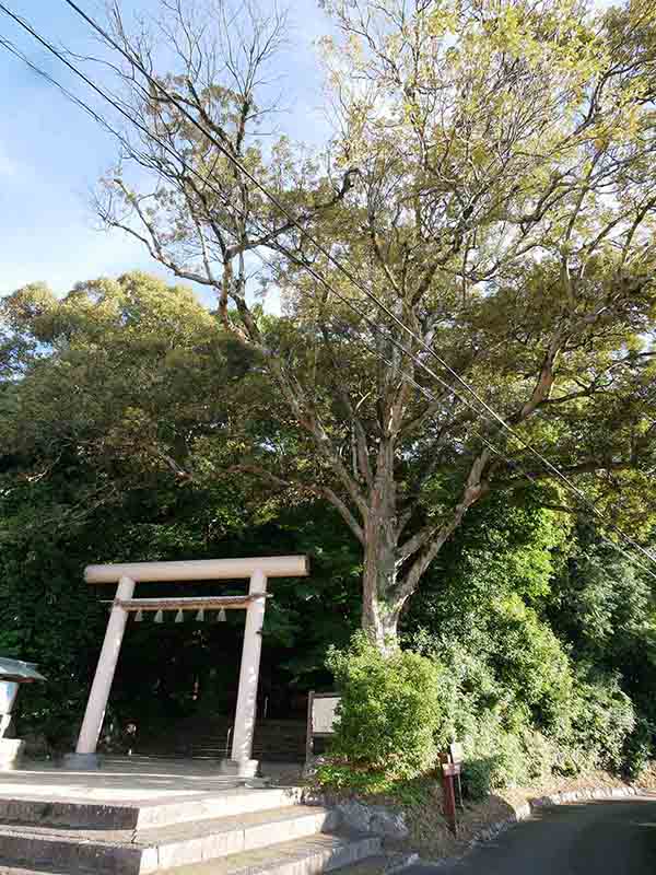 笛吹神社のイチイガシ林