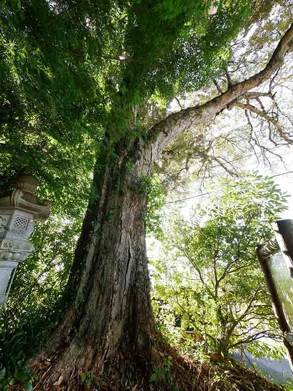 笛吹神社のイチイガシ林