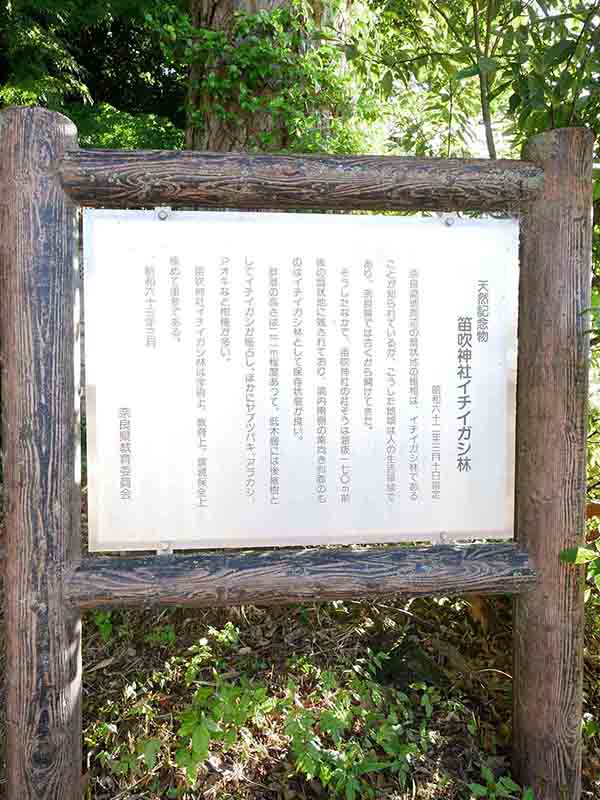 笛吹神社のイチイガシ林