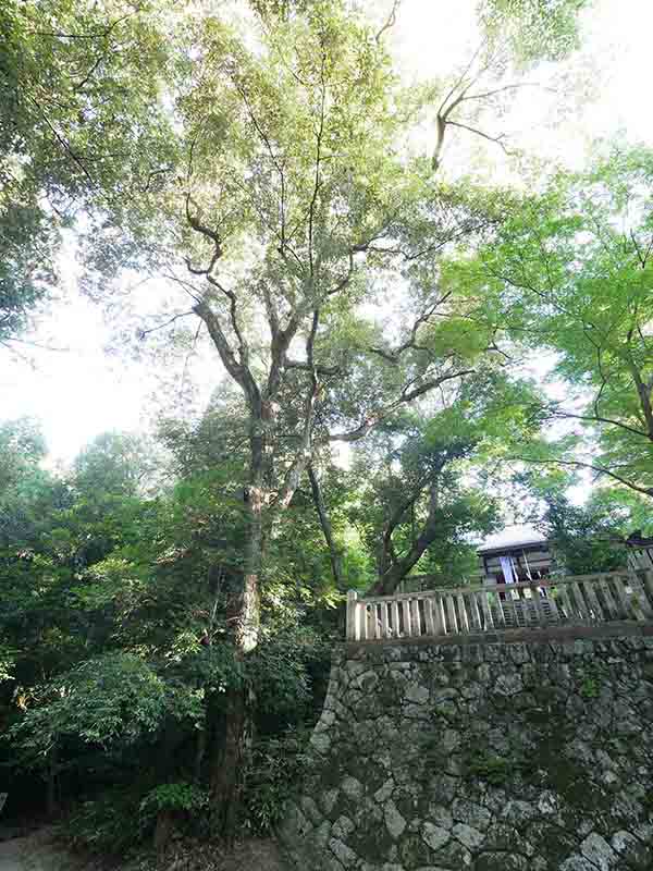 笛吹神社のイチイガシ林