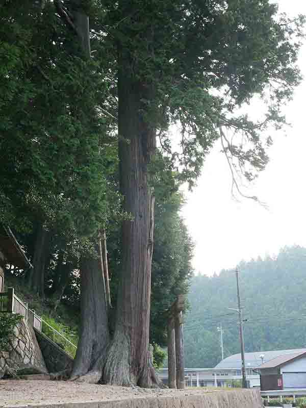 天王神社の天王杉