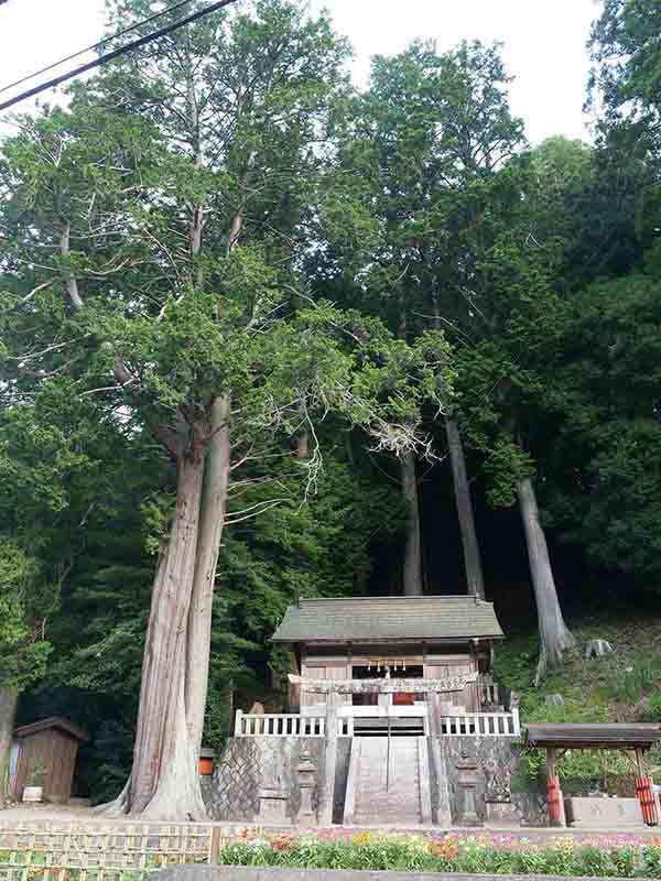 天王神社の天王杉