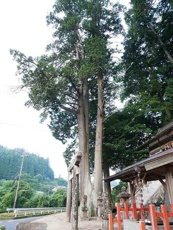 天王神社の天王杉