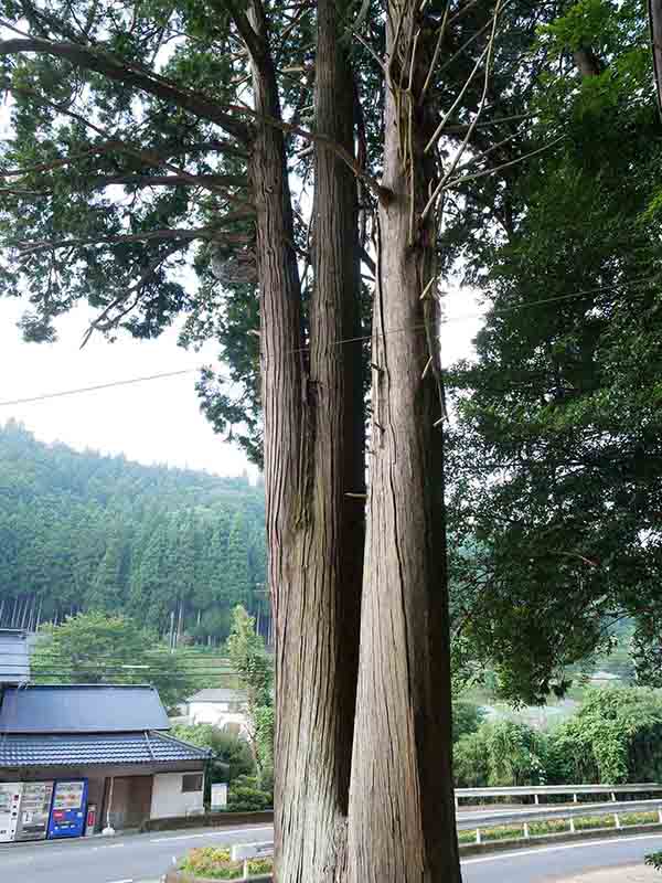 須佐之男神社の天王杉