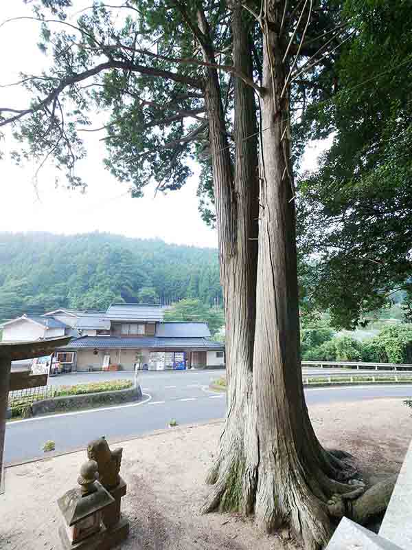 須佐之男神社の天王杉