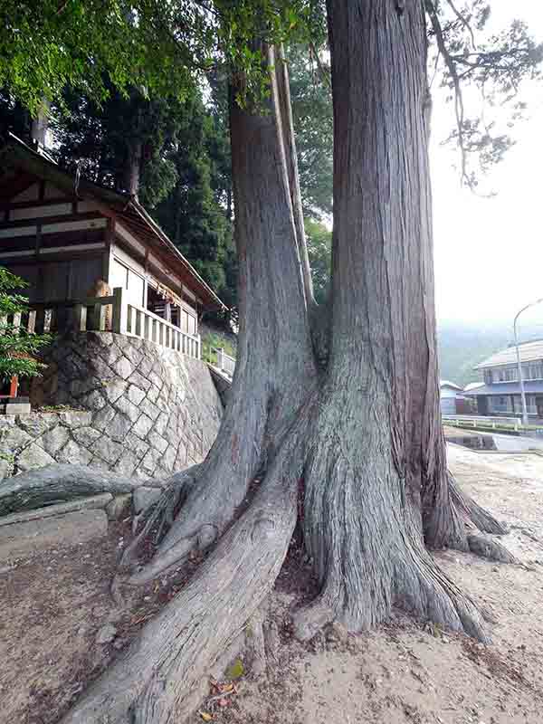 須佐之男神社の天王杉