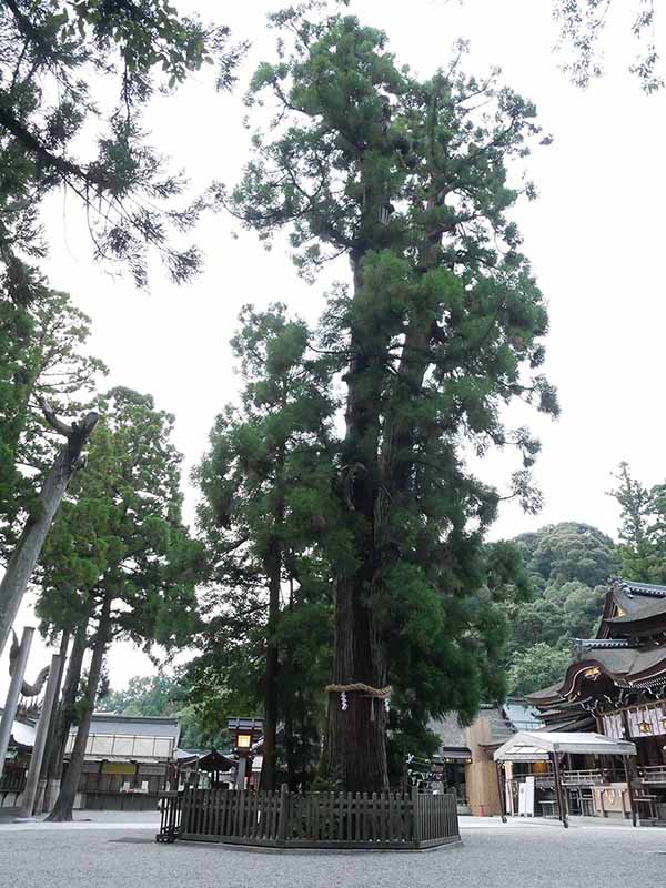 大神神社の巳の神杉