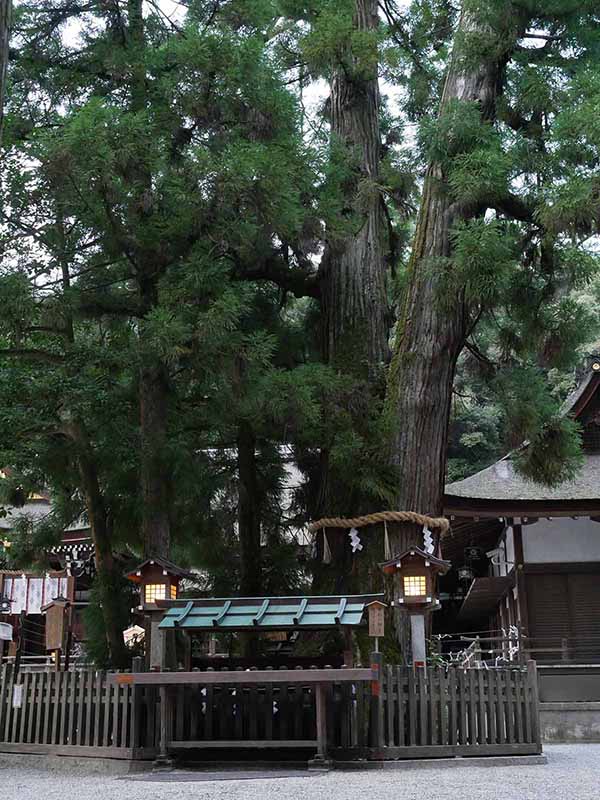 大神神社の巳の神杉