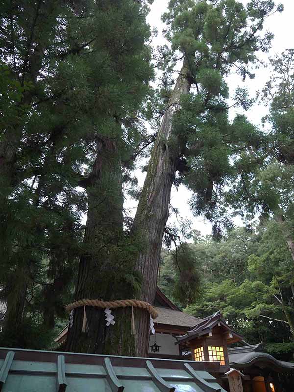 大神神社の巳の神杉