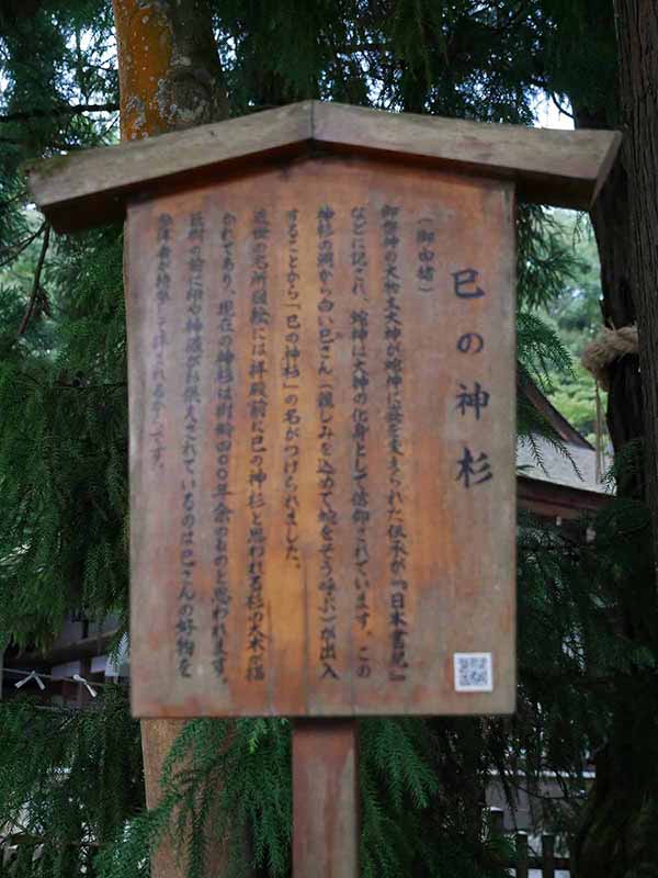 大神神社の巳の神杉