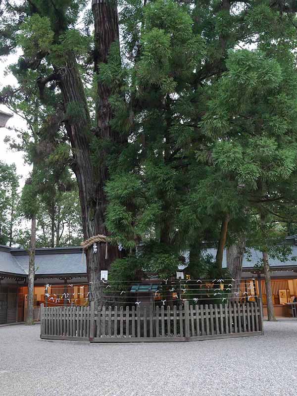 大神神社の巳の神杉