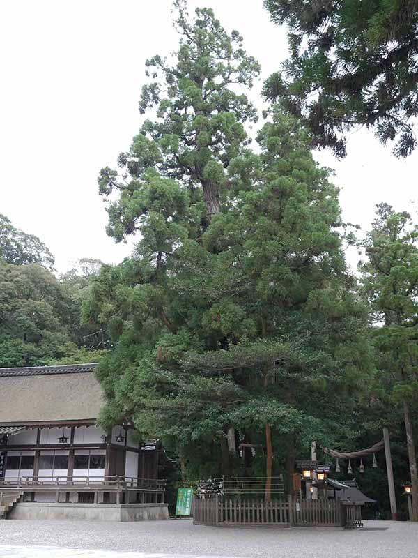 大神神社の巳の神杉