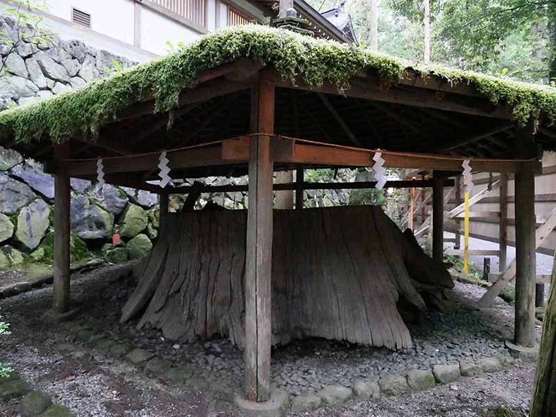 大神神社の衣掛杉、しるしの杉、緒環杉