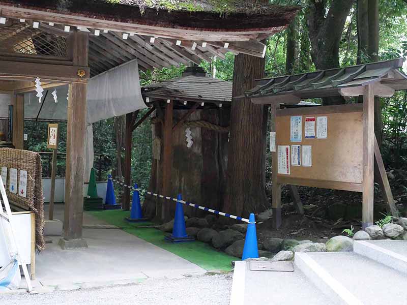 大神神社の衣掛杉、しるしの杉、緒環杉