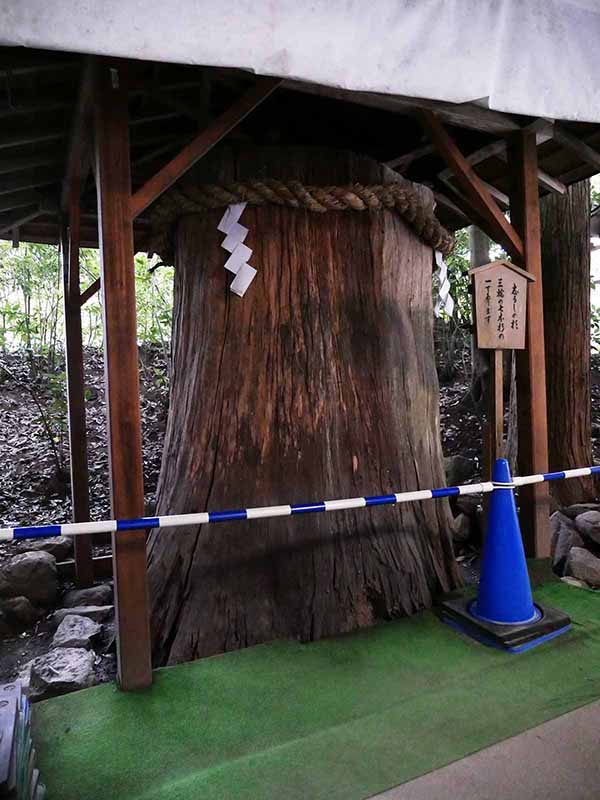 大神神社の衣掛杉、しるしの杉、緒環杉