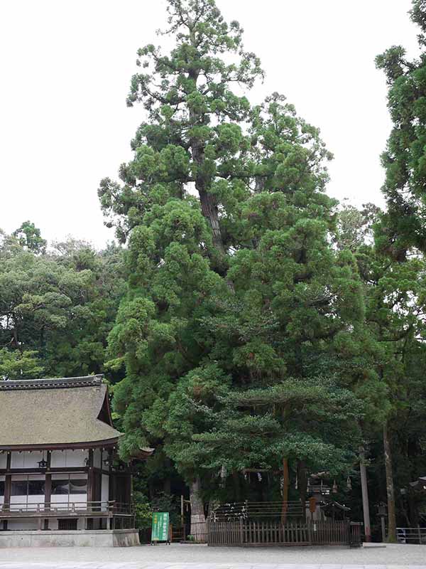 大神神社の巳の神杉