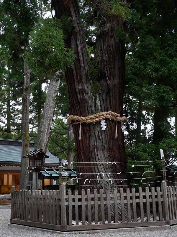 大神神社の巳の神杉