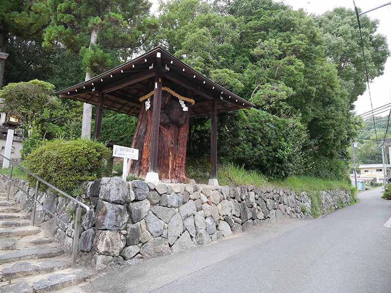 大神神社の衣掛杉、しるしの杉、緒環杉