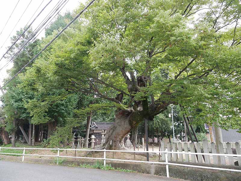 西之宮三輪神社のケヤキ